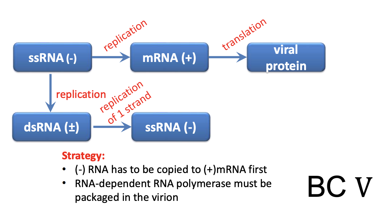 <p>Explain <u>-ssRNA viruses (Class V); Influenza viruses</u></p>