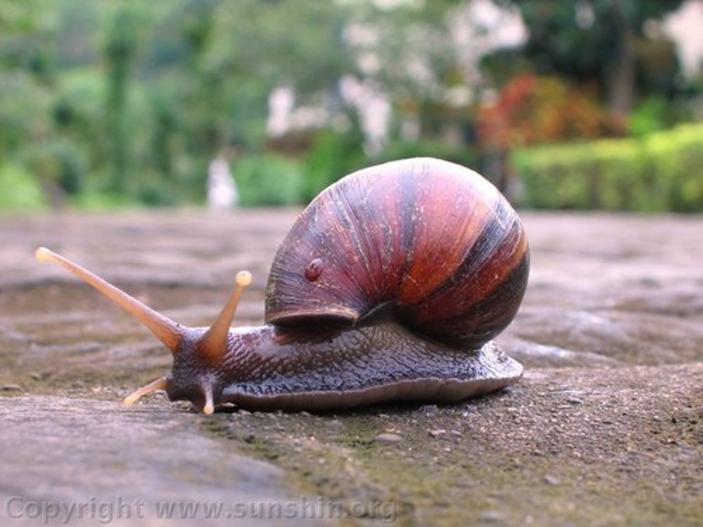 <p>Phylum Mollusca<br>Class Gastropoda "stomach foot"</p>
