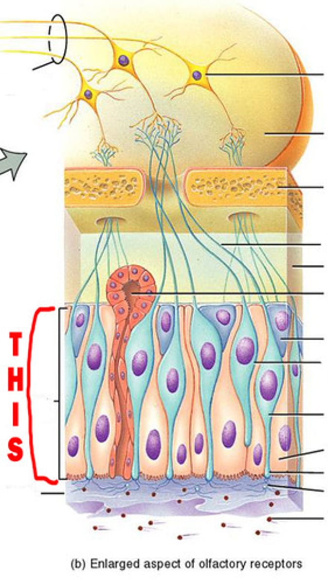 <p>Layer of epithelium below the cribiform plate of the ethmoid bone responsible for detecting odors.</p>