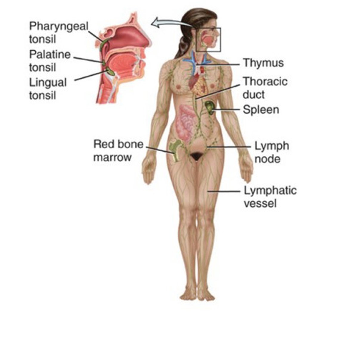 <p>lymph, thymus, lymph nodes, spleen, and tonsils</p>