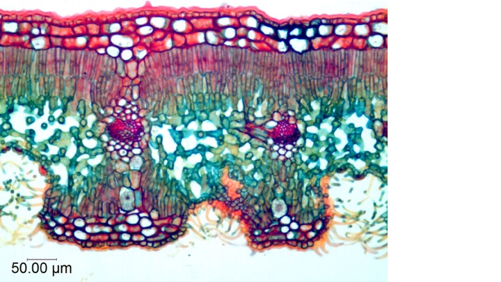 <p><span>To what type of environmental conditions is the leaf shown on the slide adapted to?</span></p><ul><li><p>Hydrophytic</p></li><li><p>Xerophytic</p></li><li><p>Mesophytic</p></li></ul><p></p>