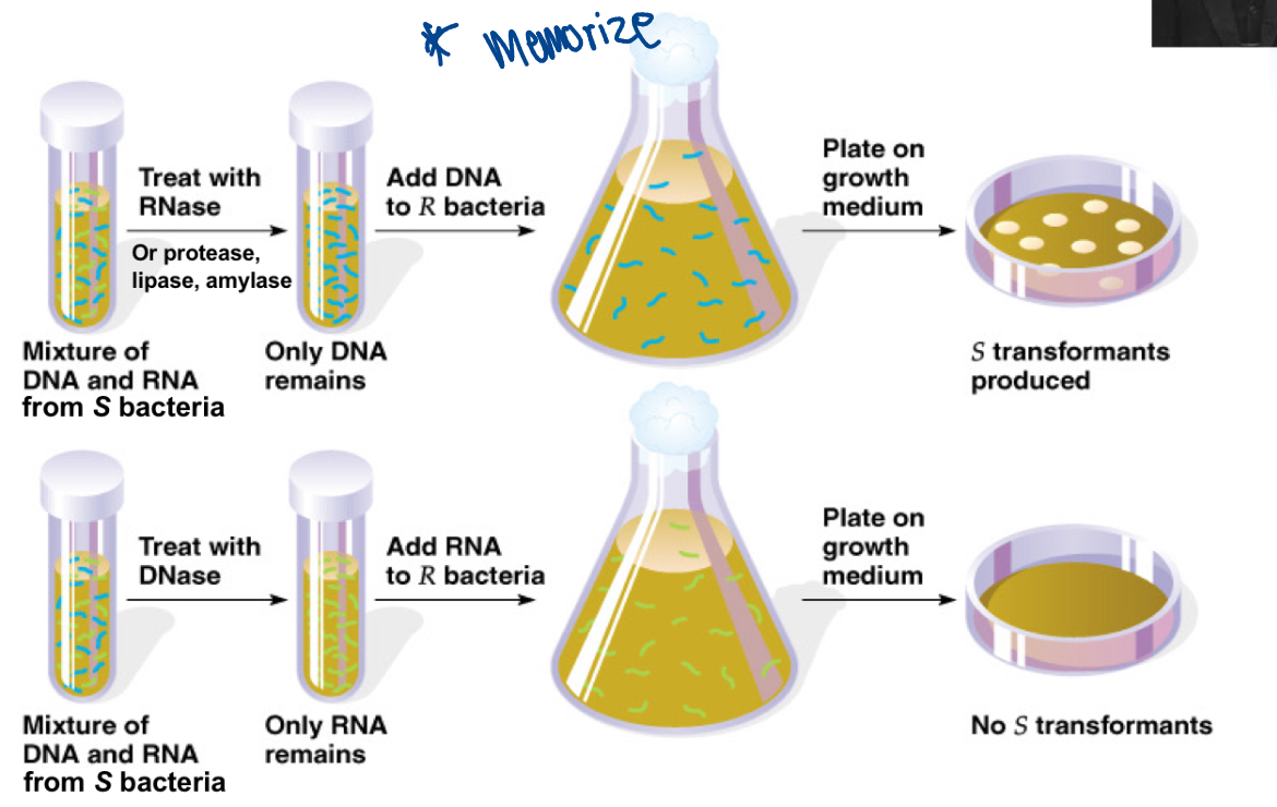 <ul><li><p>determined that the DNA from type S bacteria was the genetic material responsible for Griffiths results (not RNA)</p></li></ul><p></p>