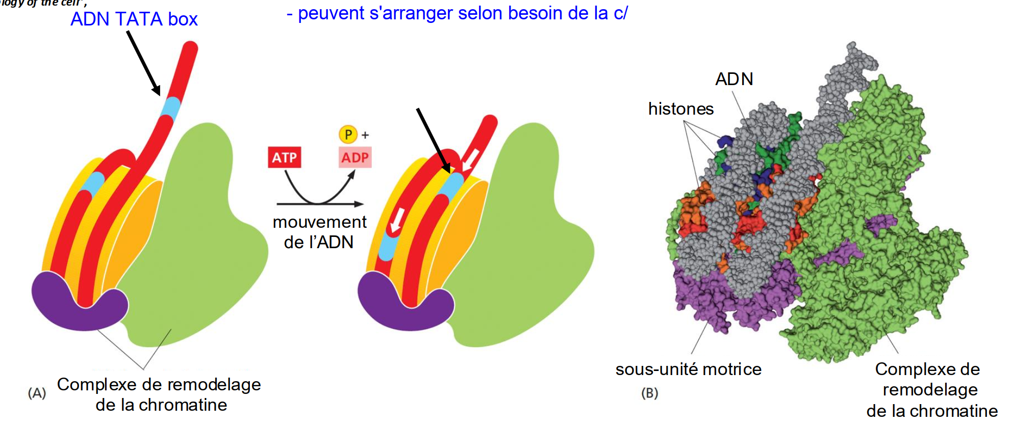 <ul><li><p>leur glissement est catalysé par des cplx de remodelage de la chromatine dépendants de l’ATP</p></li><li><p>processus rapides permettant d’adapter l’organisation de la chromatine</p></li><li><p>nucléosomes peuvent être</p><p>enlevés ou échangés, des</p><p>variants de histones peuvent</p><p>être introduits</p></li></ul><p></p>