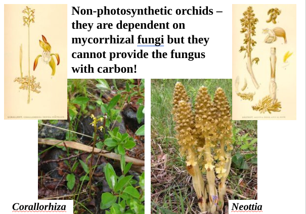 <ul><li><p><span>Some cannot photosynthesise in early life but photosynthesise later in life.​</span></p></li><li><p><span>Fungus that delivers nutrients to green plants also make their way to yellow one because they're connected.</span></p></li></ul>