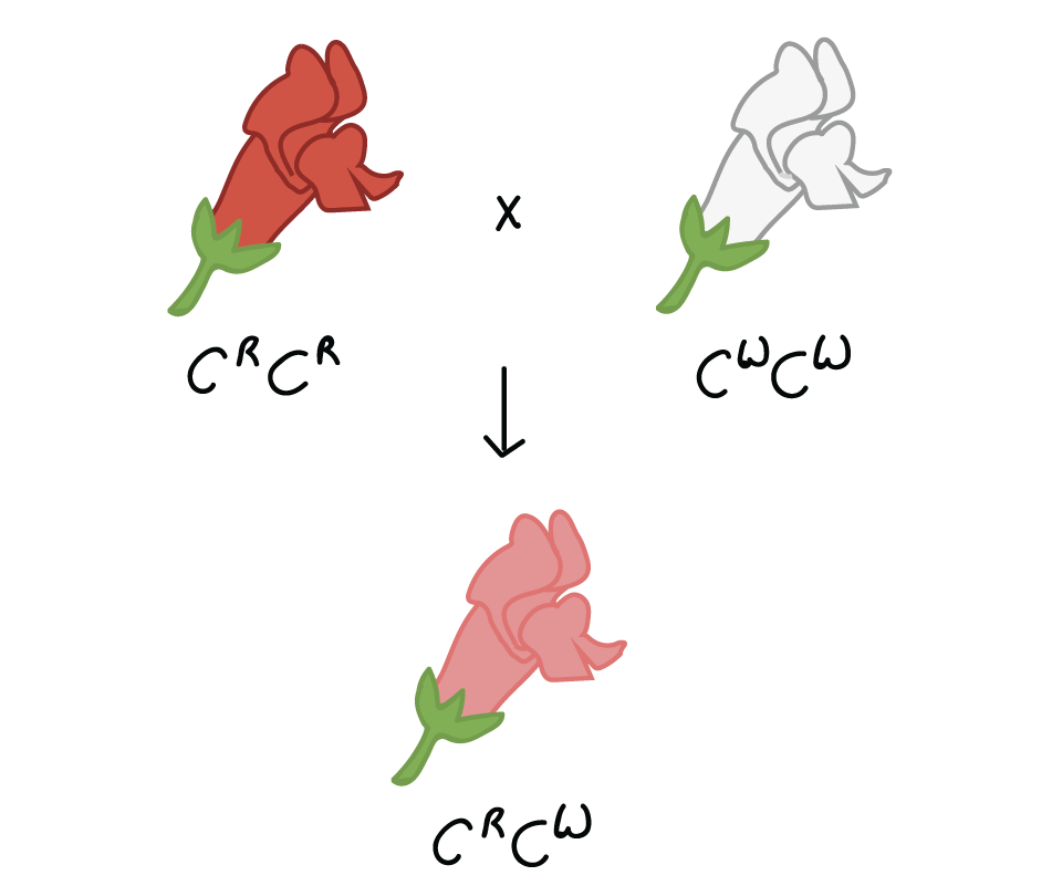 <p>a pattern of dominance where neither allele from the genotype of a heterozygous individual is dominant and both are expressed in an intermediate phenotype</p>