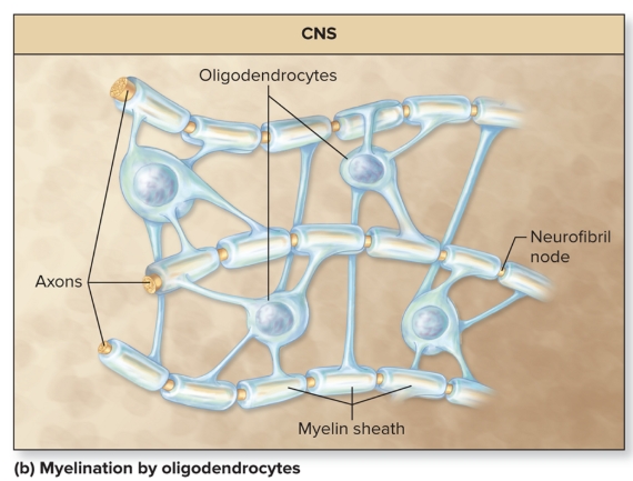 <p>Myelin in CNS</p>