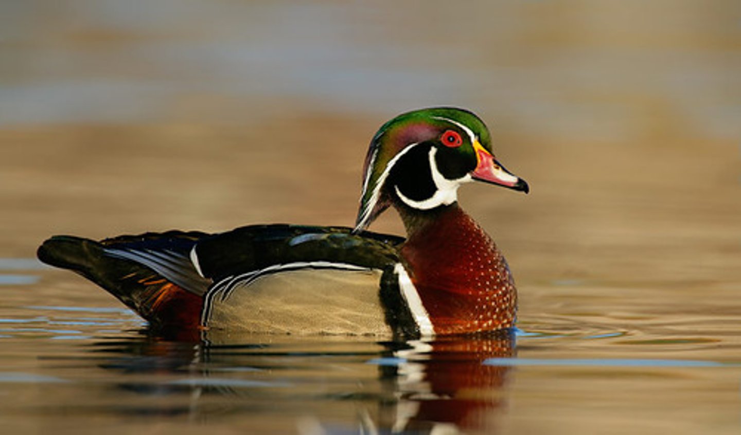 <ul><li><p><span style="background-color: transparent;">aix sponsa, saved by migratory bird treaty, CAVITY NESTER, like acorns, brood parasite</span></p></li></ul><p></p>