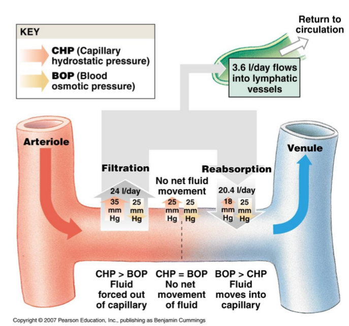 <p>upstream side of capillary: pressure potential on blood &gt; osmotic potential → water/solutes leave capillary</p><p>downstream side of cap: osmotic potential &gt; hydrostatic pressure of extracellular fluid → water/solutes enter capillary</p>