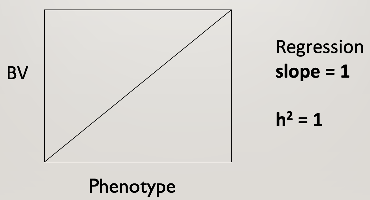 <p><strong>Regression slope </strong>= <strong>1</strong></p><p><strong>h<sup>2</sup> </strong>= <strong>1 </strong></p>