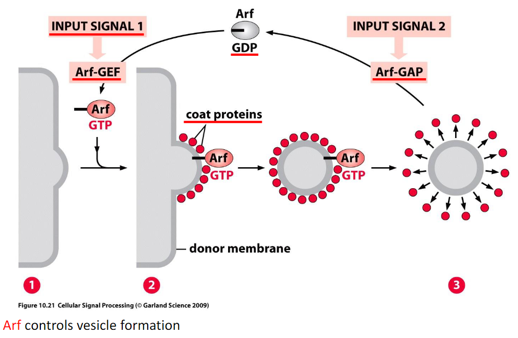 <p>Arf triggers vesicle formation</p><p>Arf-GEF stimulates vesicle formation</p><p>Arf-GAP → GTP hydrolysis → inactive Arf</p>