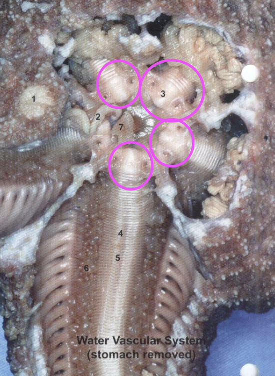 <p>Starfish: central hub on wvs and surrounding mouth</p>