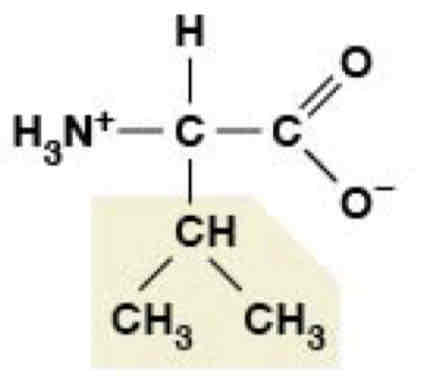<p>Nonpolar (Hydrophobic)</p>
