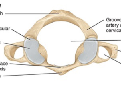 <p>Atlas</p>