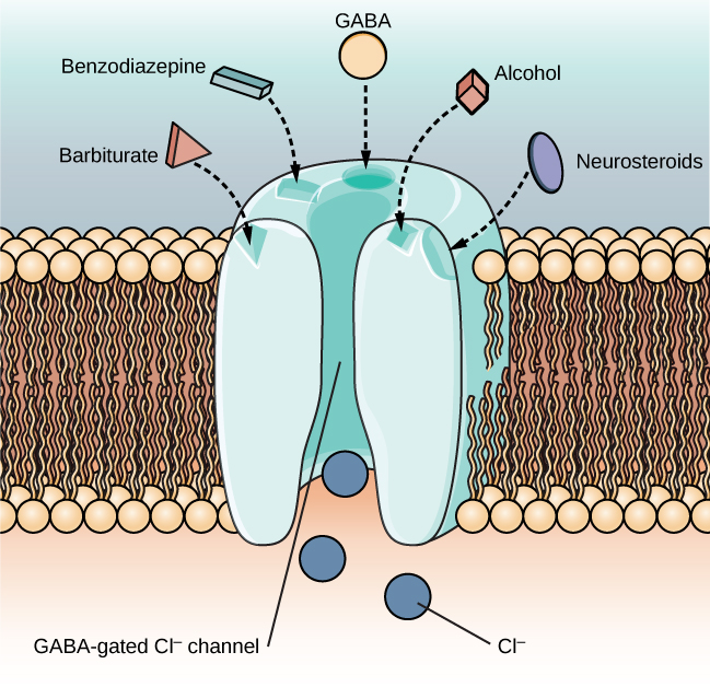 <ul><li><p><strong>depressant</strong>: alcohol</p></li><li><p> suppresses central nervous system activity</p><ul><li><p><strong>agonists </strong>of the <strong>gamma-Aminobutyric acid </strong>(GABA) neurotransmitter <strong>system</strong></p></li><li><p>has a quieting effect treating anxiety</p></li><li><p>binding of depressants in <strong>GABA-fated Cl- channel</strong> allows negatively charged chloride ions into neurons cell body. pushes neuron away from firing= quieting effect on brain</p></li></ul></li></ul><p></p>