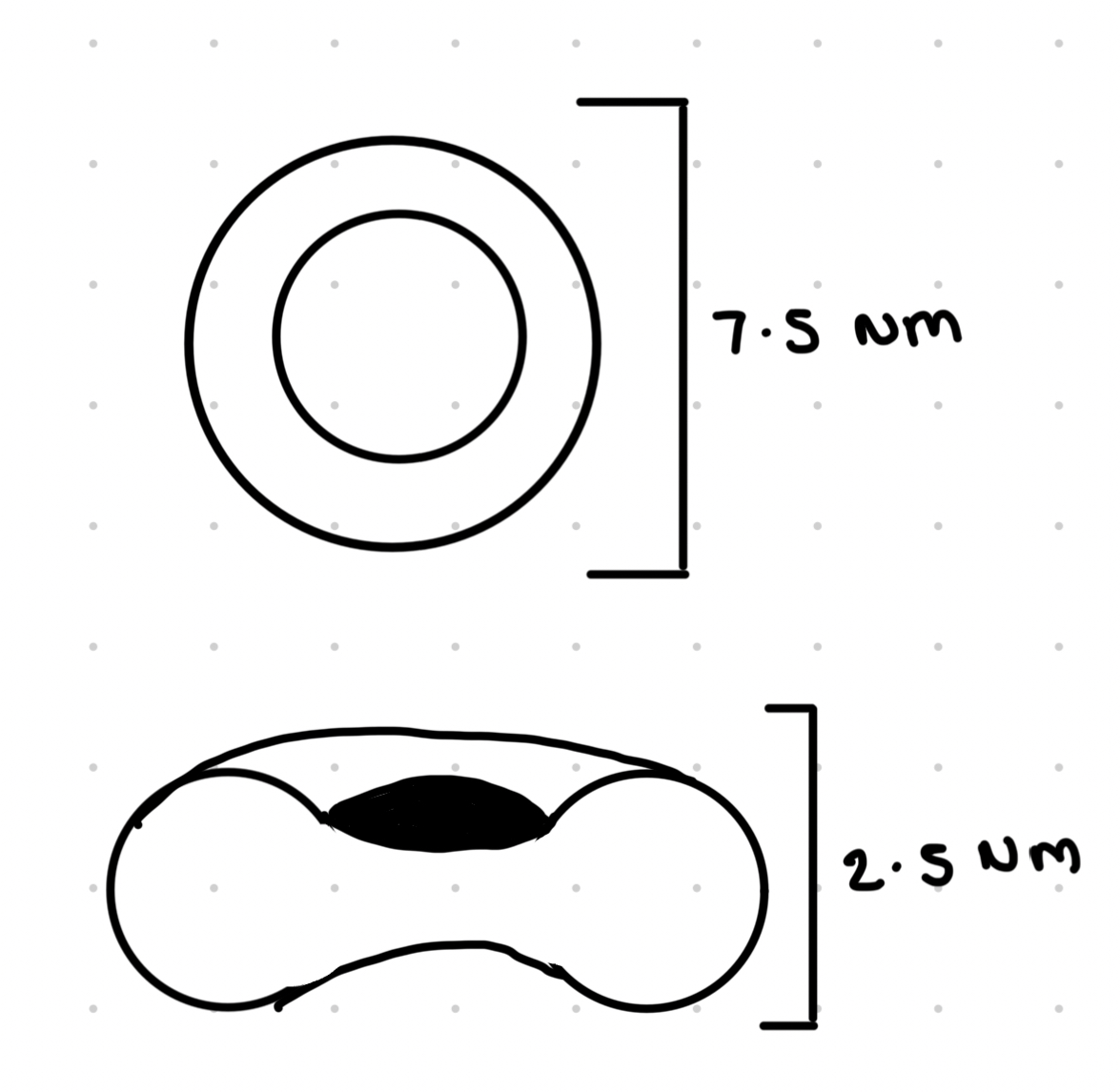 <ul><li><p>Biconcave shape which increases the surface area</p></li><li><p>No nucleus or organelles</p></li><li><p>Increases space for haemoglobin</p></li><li><p>Small ands flexible to squeeze through capillaries</p></li></ul>