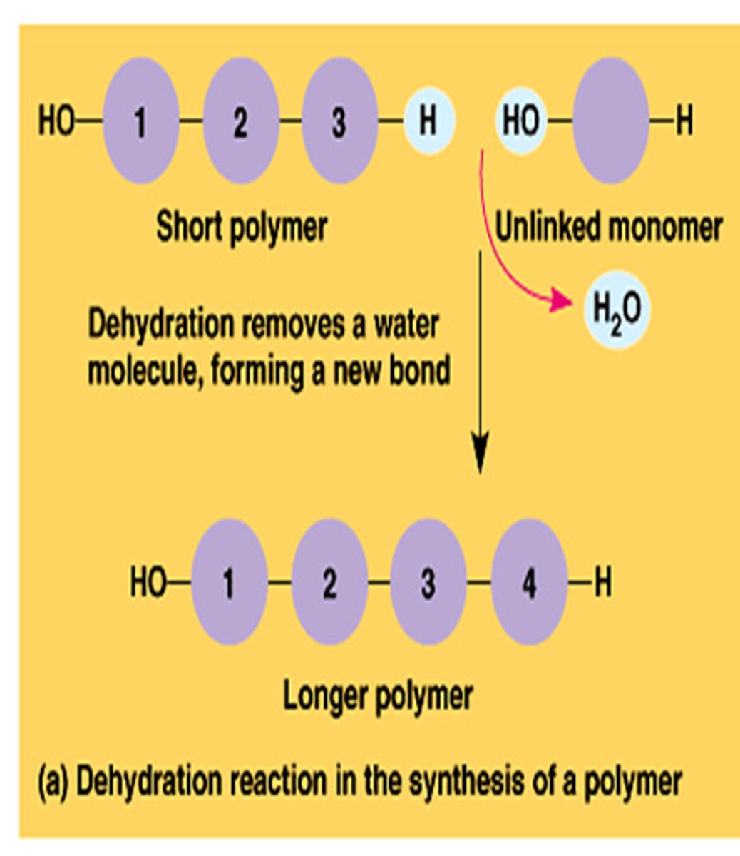 <p>large molecule formed by joining smaller organic molecules together, usually by dehydration synthesis reaction</p>