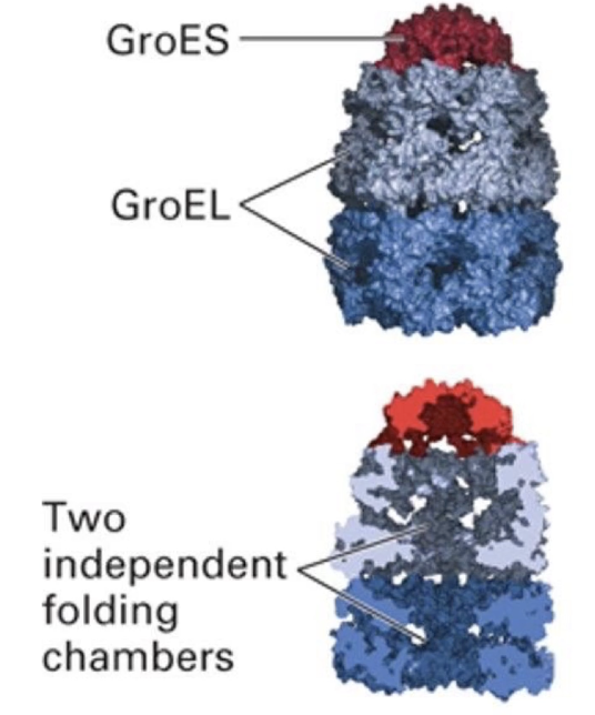 <ul><li><p class="">Large macromolecular complexes with internal folding chambers</p></li><li><p class="">Allow proteins to fold in isolation (prevent aggregation)</p></li><li><p class=""><strong>Examples:</strong></p><ul><li><p class="">TCiP (eukaryotic cytosol)</p></li><li><p class="">GroEL (bacteria and chloroplasts)</p></li><li><p class="">Hsp60 (mitochondria)</p></li></ul></li><li><p class=""><strong>Structure:</strong></p><ul><li><p class="">2 large GroEL rings stacked back-to-back</p><ul><li><p class="">Multiple proteins form the walls of the 2 GroEL subunits</p></li></ul></li><li><p class="">GroES cap (lid) alternately seals top of each GroEL chamber</p></li></ul></li></ul><p></p>