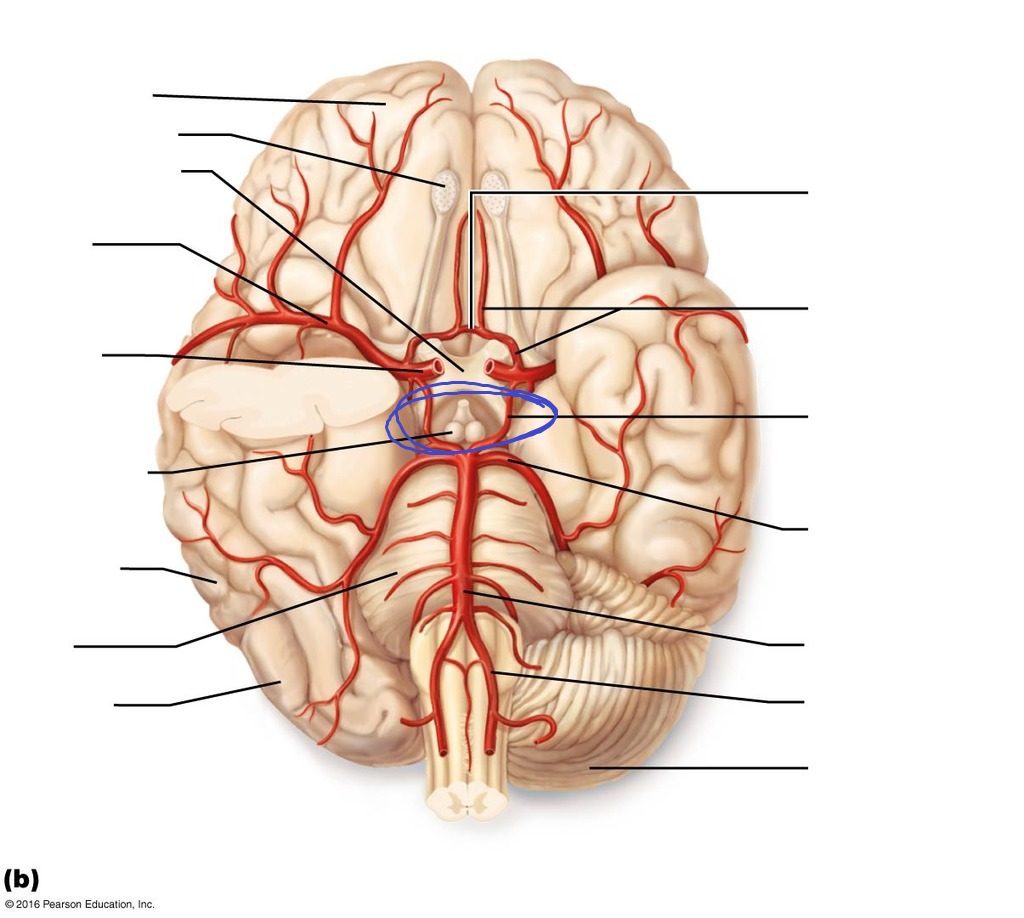 <p>form the bottom sides of the circle of willis, thinly branching off the apex curve of the posterior cerebral arteries</p>