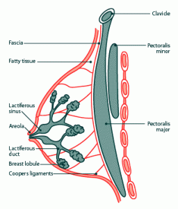 <p>What specific ligament <strong>supports </strong>the breast tissue?</p><p>If they contract, what does it mean?</p>