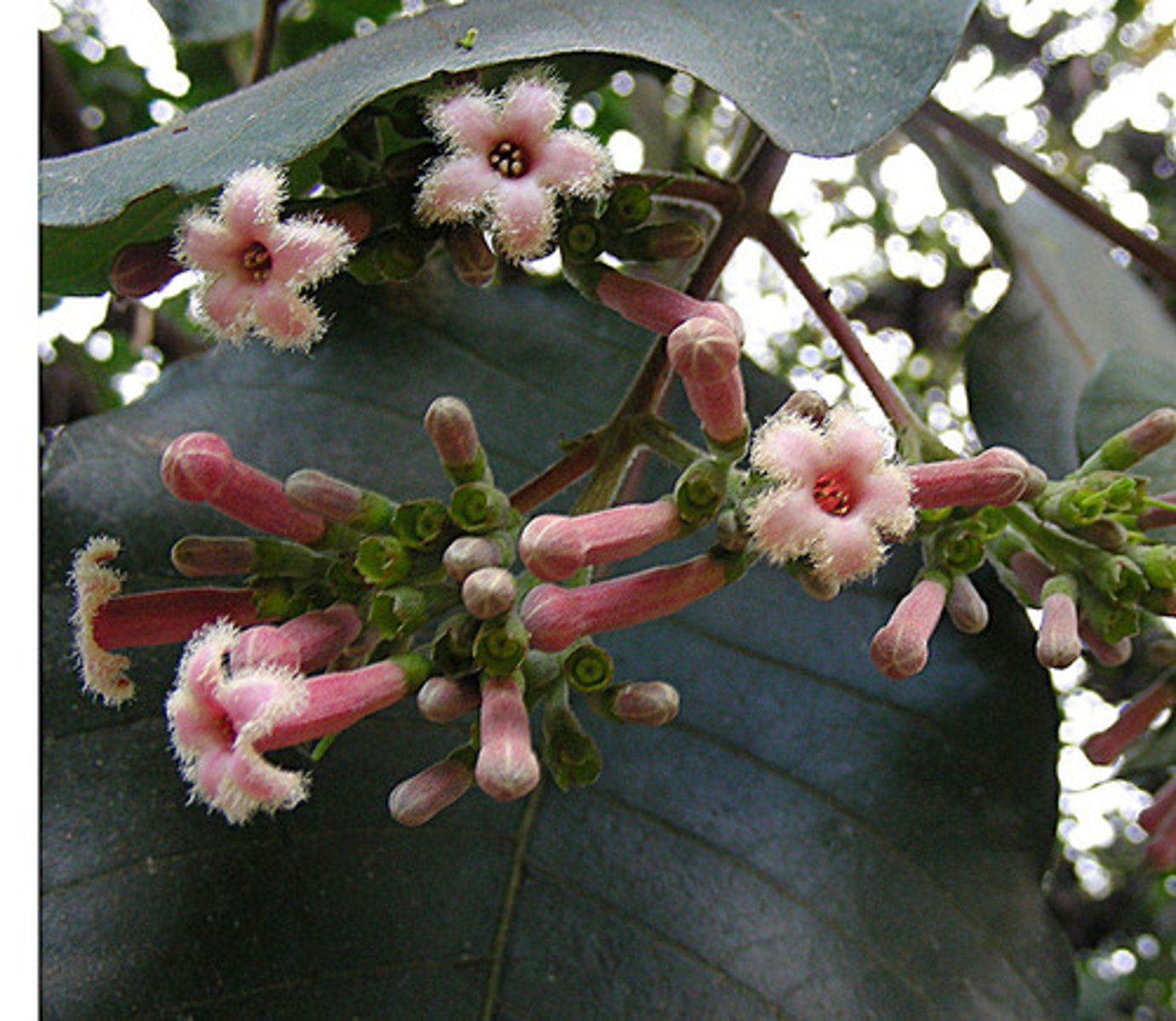 <p>tree bark used for quinine (malaria treatment)</p>