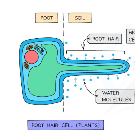 <p>-roots and foot hairs where mineral ions and water are absorbed </p><p>-the leaves for gas exchange</p>