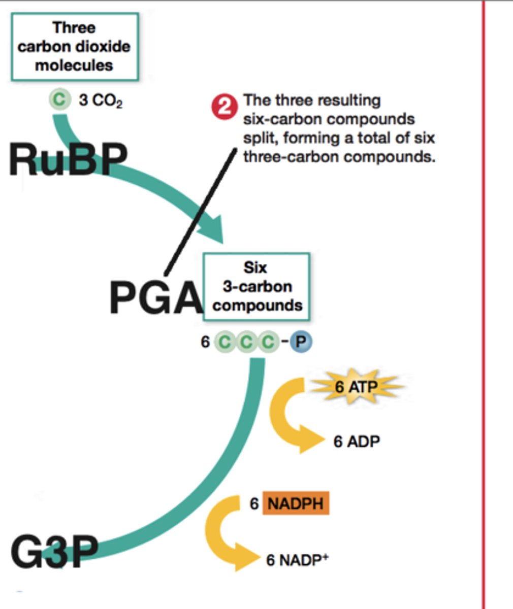 <p>a molecule that is made in the Calvin cycle; glucose is formed when two of these molecules combine</p>