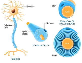 <p><strong>Neurons + synaptic transmission</strong></p><p>What are <span style="font-family: Aptos, sans-serif">Schwann cells?</span></p>