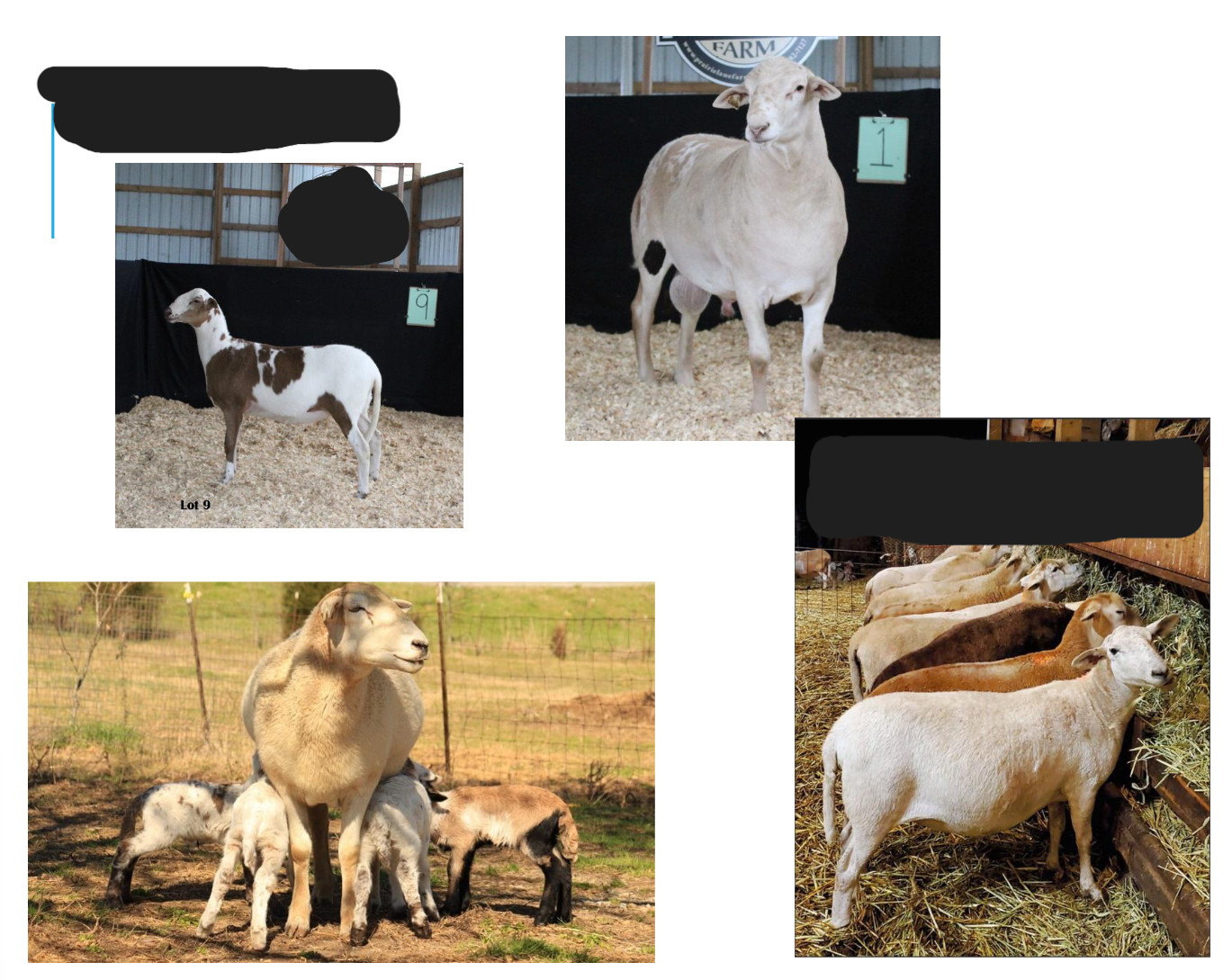<p>White or natural colored </p><p>Largest hair-sheep breeds</p>