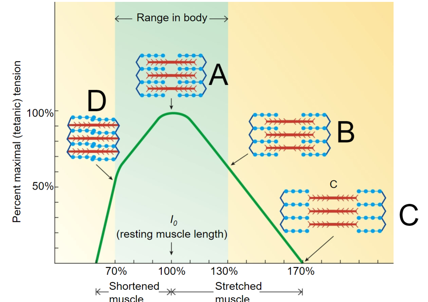 <p>length-tension relationship D</p>