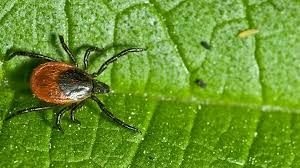 <p>mites (mijten)</p>