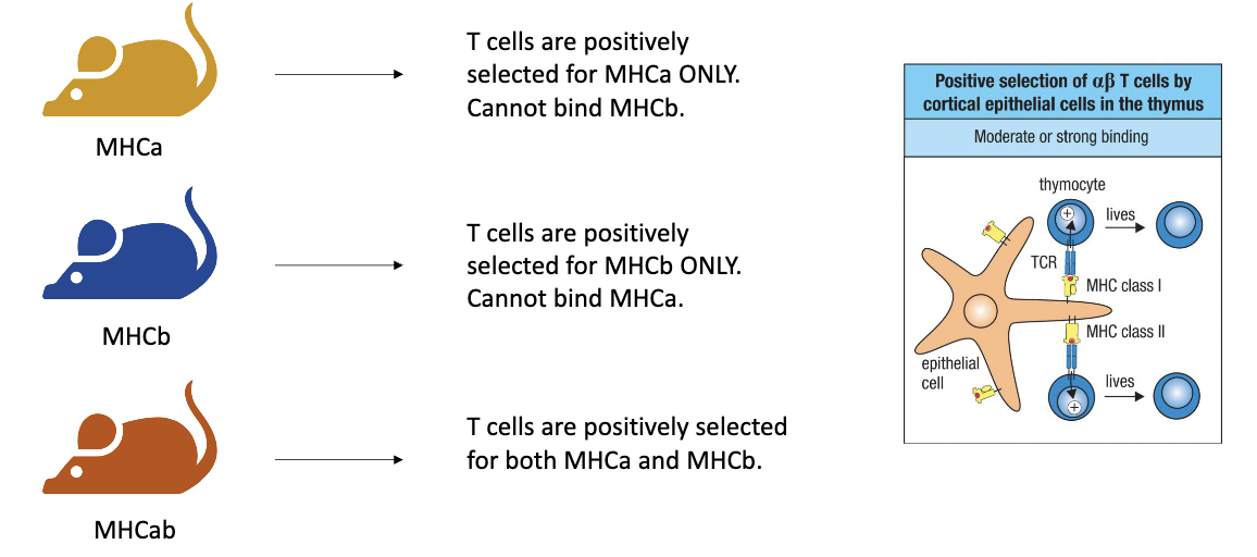 <ul><li><p><strong>MHCA-only mice:</strong> T cells are positively selected for MHCA only → their TCRs can bind MHCA but not MHCB.</p></li><li><p><strong>MHCB-only mice:</strong> T cells are positively selected for MHCB only → their TCRs can bind MHCB but not MHCA.</p></li><li><p><strong>Heterozygous (MHCA+MHCB) mice: </strong>T cells can be selected for either MHCA or MHCB, producing a mix of TCR specificities for both MHC types.</p></li></ul><p></p><p>But they didn’t know that at the time…</p><p></p>