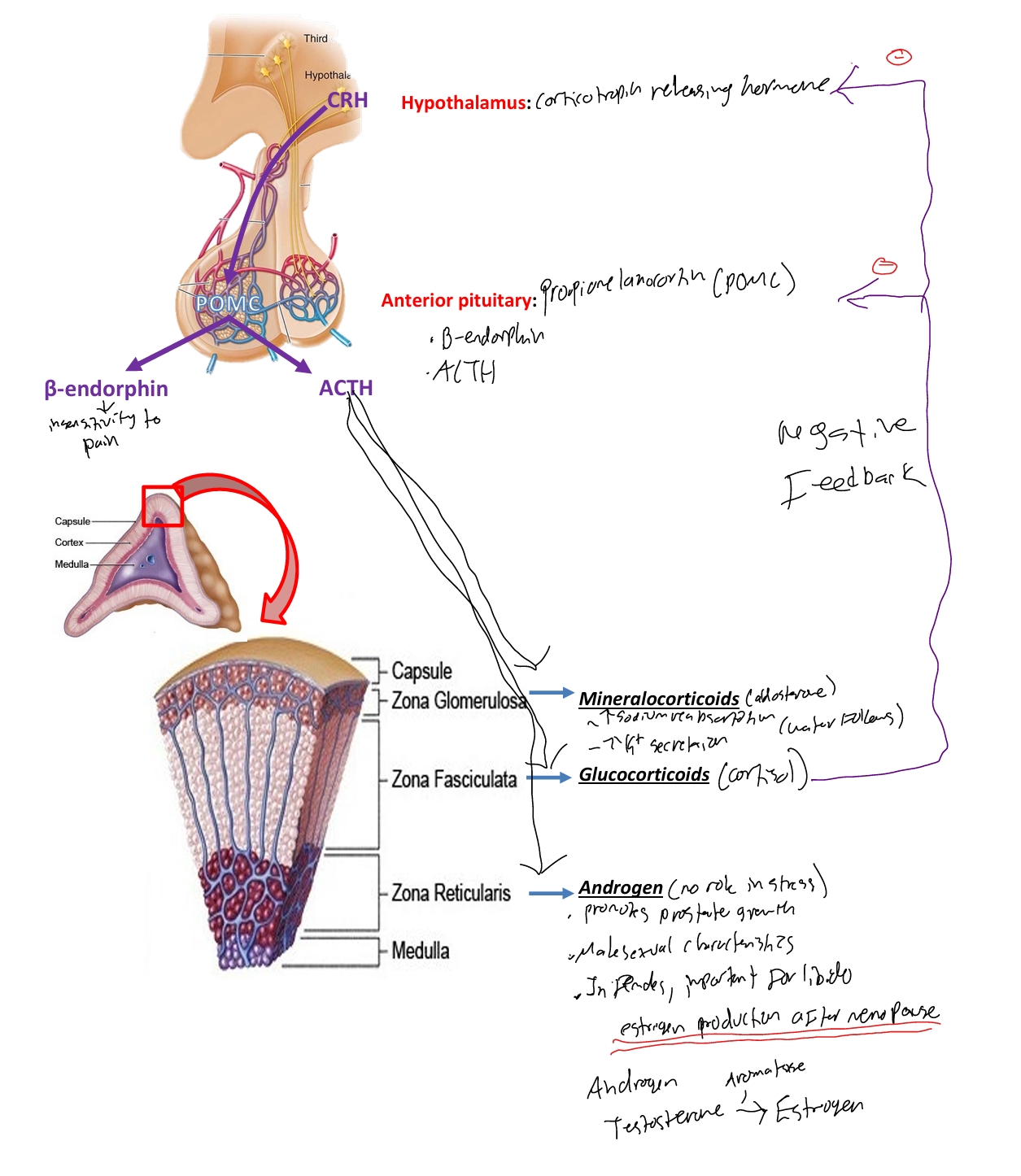 knowt flashcard image
