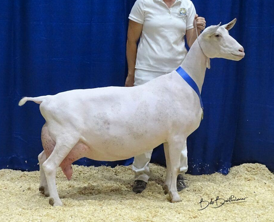 <p>What Goat is this?</p>