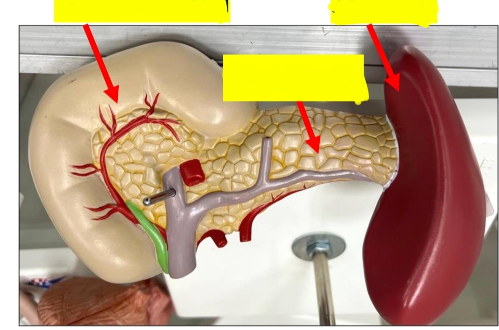 <p>identify from left to right</p><p>what is the length of the left organ </p><p>what is the function of the middle organ  and where does its duct open </p><p>what is the function of the right organ </p>