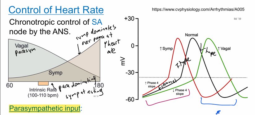 <ul><li><p>parasympathetic input:</p><ul><li><p>supplied by vagus nerve(main nerve of parasym)</p></li><li><p>mediated by ACh through muscarinic(inhb/exc) receptors</p><ul><li><p>ACh causes heart rate to decr</p></li></ul></li><li><p>ACh <strong>incr </strong>k+ channel currents —&gt; more hyperpol.</p></li><li><p>ACh decr f-type na+ currents and ca2+ channel currents      —&gt;shallower slope at beginning of pacemaker potential </p><ul><li><p>longer time to get to threshold —&gt; longer time b/n beats </p></li></ul></li></ul></li><li><p>sympathetic input:</p><ul><li><p>sympathetic nerves supply atria (SA + AV nodes) and stimulates ventricles</p></li><li><p>mediated by NE(norepinephrine) through B-adrenergic receptors(inb)</p><ul><li><p>NE causes heart to incr </p></li></ul></li><li><p>NE decr k+ channel currents leading to less hyperpol.</p></li><li><p>NE incr f-type na+ currents and ca+ channel currents —&gt; steeper slopes at beginning of pacemaker potential </p><ul><li><p>less time b/n beats </p></li></ul></li></ul></li></ul><p></p>
