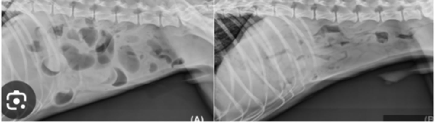 <p>Dog vomiting and after radiographs a second radiograph reveals gas has decreased- what kind of ileus is this?</p>