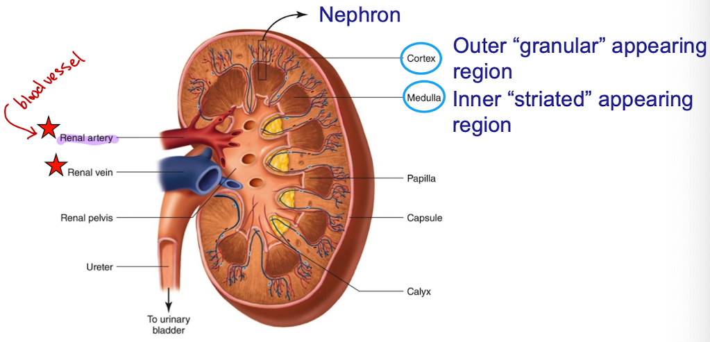 <p></p><ul><li><p>enters the kidneys via the renal artery (connected to the aorta)</p></li><li><p>exits the kidneys via the renal vein (connected to the inferior vena cava)</p></li></ul><p></p>