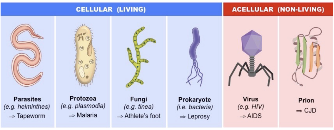 <ul><li><p><span>a problem for humans for centuries</span></p></li></ul><p></p>