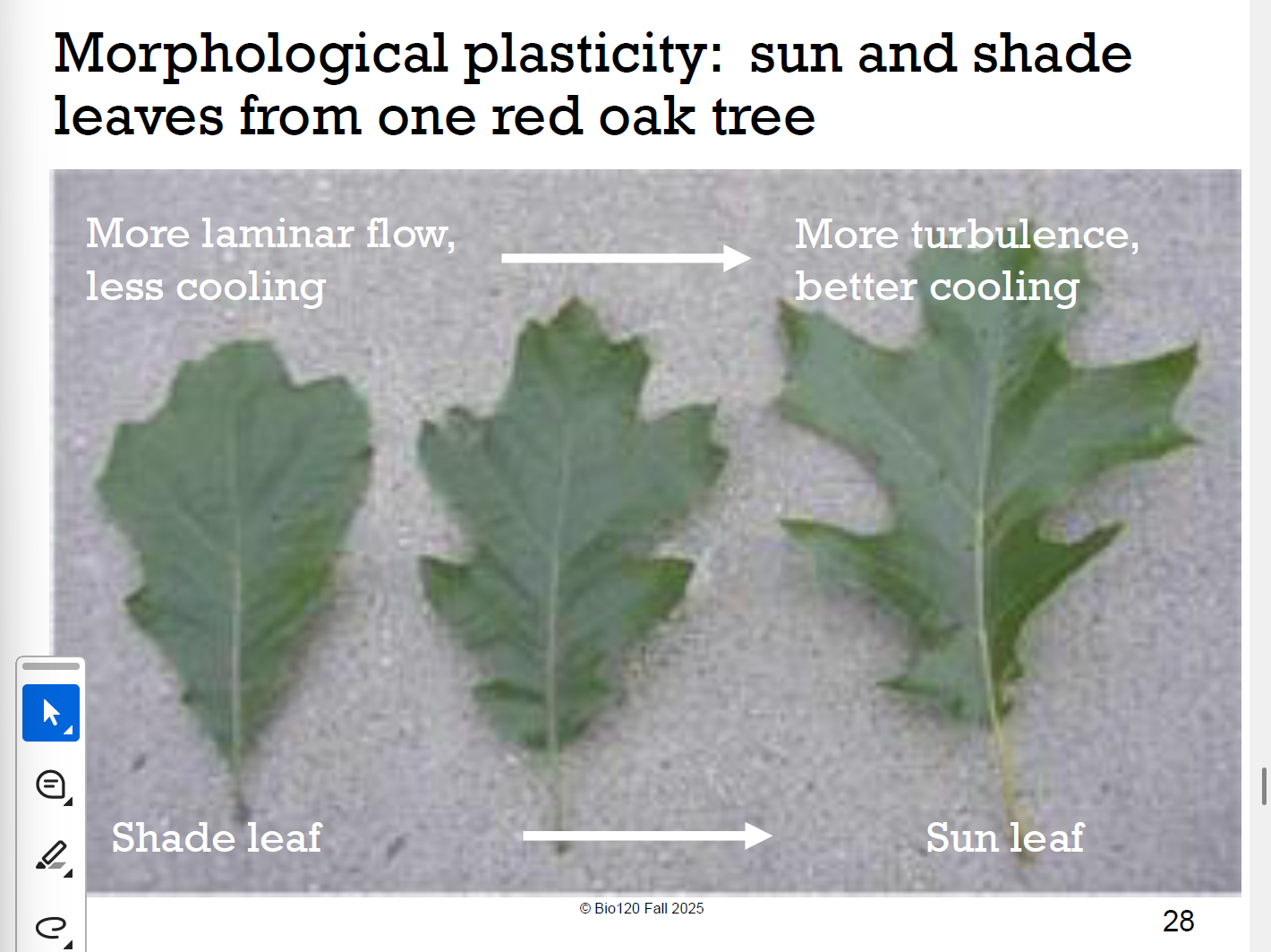 <ol><li><p>落叶<strong>Deciduous</strong> habit(<strong>deciduousness)</strong>: dropping leaves during dry or cold seasons reduces water stress and tissue damage</p></li><li><p>湍流turbulent flow: leaf shape 不规则，或有洞，打破laminar flow,→ 阳生叶不规则→影响gas exchange→ better cooling（=也反映Morphological plasticity，同一基因不同环境，导致不同表型）（原理=动物convective cooling，耳朵大turbulence↑）</p></li></ol><p></p>