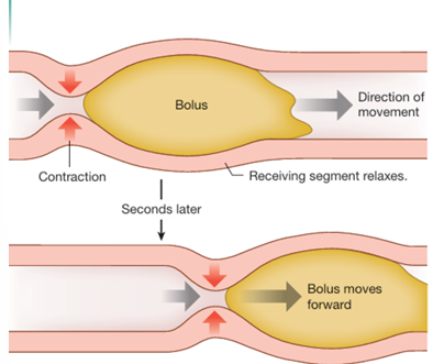 <p>progressive waves of contraction that move from one sectrion of the GI tract tp the nex.</p><ul><li><p>the circular muscles contract just behind a mass, which pushes the bolus forward into the receiving segment. </p></li></ul><p>Peristalsis contributes to food mixing in the stomach but in normal digestion, intestinal peristaltic waves are limited to short distances.</p><p></p>