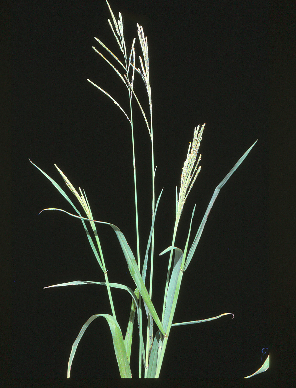 Vasey grass