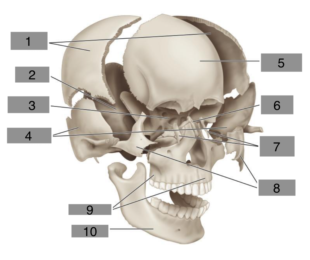<p>What is the name of <u>structure 9</u>?</p>