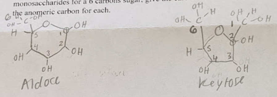 <p>#1 carbon for aldose + #2 carbon for ketose</p><ul><li><p>anomeric carbon has 2 oxygen bonded to it</p></li></ul><p></p>