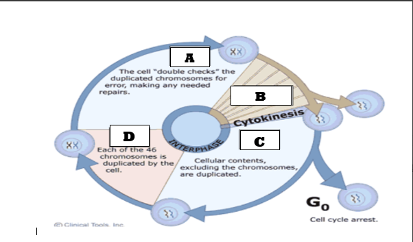 <p>Which of the following represents letter B in the cell cycle</p>