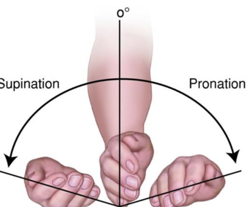 <p>Pronation: when the palm is moved and faced posteriorly</p><p>Supination: when the palm is moved and faced anteriorly</p>