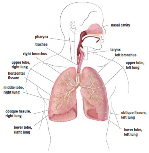 <p>chamber of the body of vertebrates that is protected by the thoracic wall; contains lungs</p>