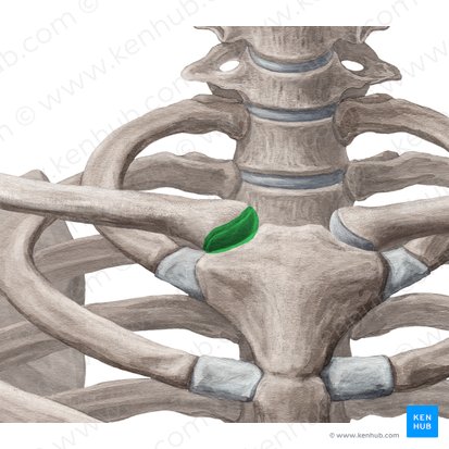 <p>Sternoklavikulargelenk</p><ul><li><p>Gelenk gebildet mit Clavicula und medial mit Sternum</p></li><li><p>Kugelgelenk</p></li><li><p>an Bewegungen des Schultergelenks mitbeteiligt</p></li></ul><p></p>