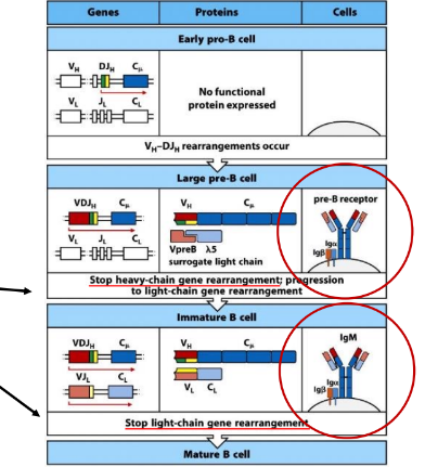 <p>-pre-BCR and BCR</p>