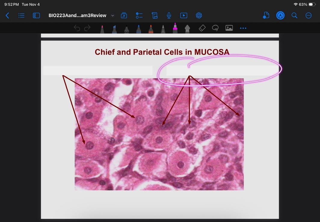 <p>What is this cell type?</p>