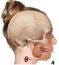 <p>What is the name of this Muscle? (B)</p>